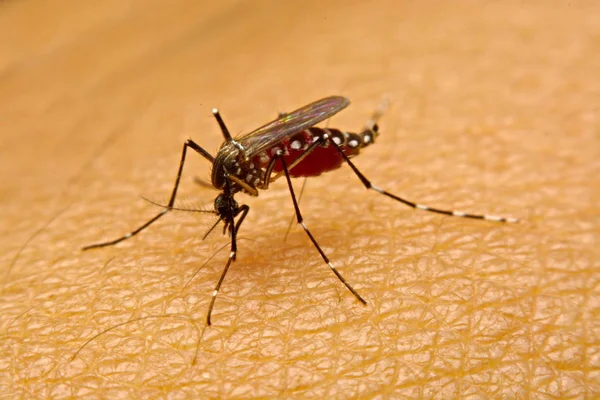 Makro komara (Aedes aegypti) ssanie krwi z bliska na Obrazy Stockowe bez tantiem