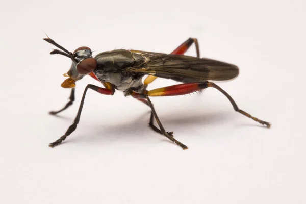 Крупним планом муха-розбійник ізольована на білому тлі — стокове фото