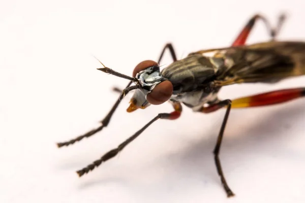 Közelről rabló fly elszigetelt fehér background — Stock Fotó