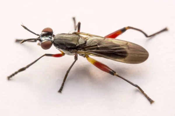 Gros plan voleur mouche isolé sur fond blanc — Photo