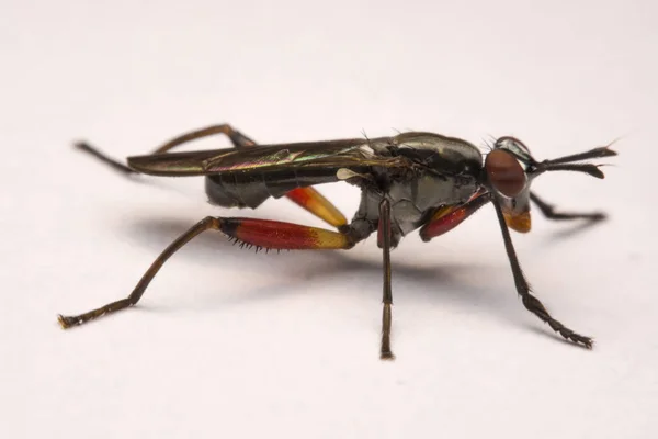Крупним планом муха-розбійник ізольована на білому тлі — стокове фото