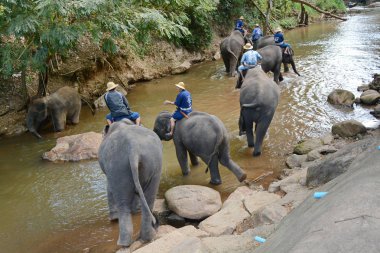 Kimliği belirsiz kişi filler Chiang Mai, Tayland Mae Sa fil kampında Mae Sa Noi nehirde yıkanmak