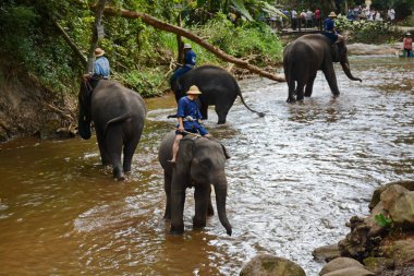 Kimliği belirsiz kişi filler Chiang Mai, Tayland Mae Sa fil kampında Mae Sa Noi nehirde yıkanmak