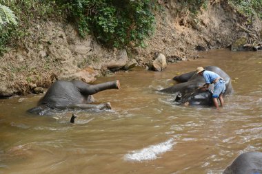 Kimliği belirsiz kişi filler Mae s Mae Sa Noi nehirde yıkanmak