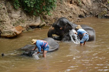 Kimliği belirsiz kişi filler Mae s Mae Sa Noi nehirde yıkanmak