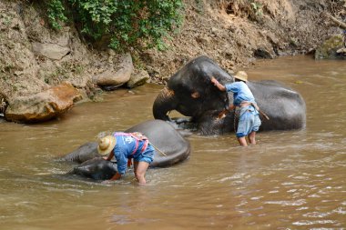 Kimliği belirsiz kişi filler Mae s Mae Sa Noi nehirde yıkanmak