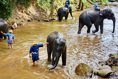 Kimliği belirsiz kişi filler Mae s Mae Sa Noi nehirde yıkanmak