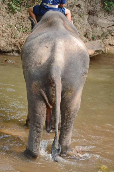 Unbekannte Baden Elefanten Mae Noi Fluss Mae Elefantencamp Chiang Mai — Stockfoto