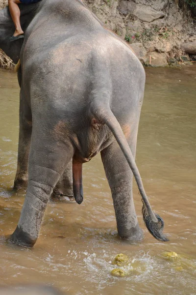 Des Personnes Non Identifiées Baignent Des Éléphants Dans Rivière Mae — Photo