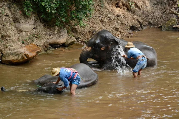 Personas no identificadas bañan elefantes en el río Mae Sa Noi en Mae S — Foto de Stock