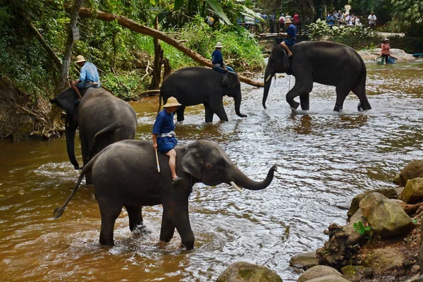 Неизвестные купают слонов в реке Мэй Са Ной в Мэй С. Лицензионные Стоковые Фото