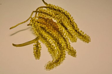 Deniz üzüm ya da yeşil cavier deniz yosunu sağlıklı deniz ürünleri. Oval deniz gr