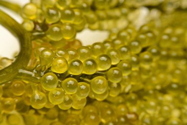 Deniz üzüm ya da yeşil cavier deniz yosunu sağlıklı deniz ürünleri. Oval deniz gr