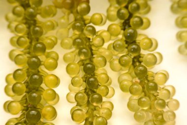 Deniz üzüm ya da yeşil cavier deniz yosunu sağlıklı deniz ürünleri. Oval deniz gr