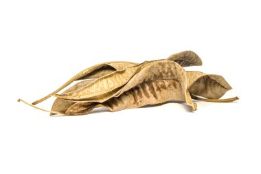 Beyaz arka plan üzerine kurutulmuş defne yaprağı. Beyaz sırtüzerinde yaprak ağacı