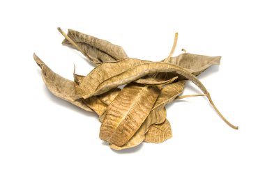 Beyaz arka plan üzerine kurutulmuş defne yaprağı. Beyaz sırtüzerinde yaprak ağacı