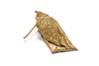 Beyaz arka plan üzerine kurutulmuş defne yaprağı. Beyaz sırtüzerinde yaprak ağacı