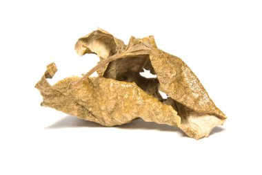 Beyaz arka plan üzerine kurutulmuş defne yaprağı. Beyaz sırtüzerinde yaprak ağacı