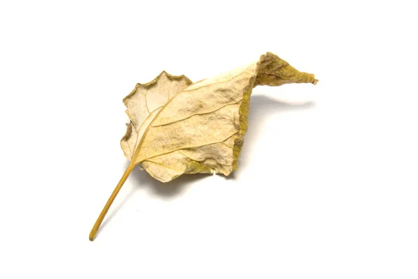 Suszony liść laurowy na białym tle. Drzewo liści na białym grzbiecie — Zdjęcie stockowe