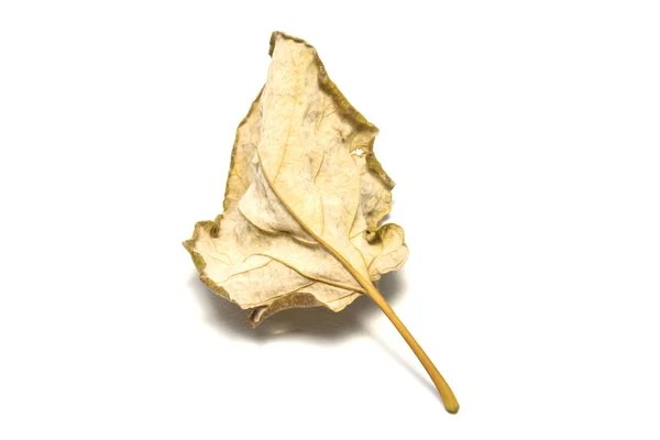 Dried bay leaf on white background. The  leaf tree on white back — Stock Photo, Image