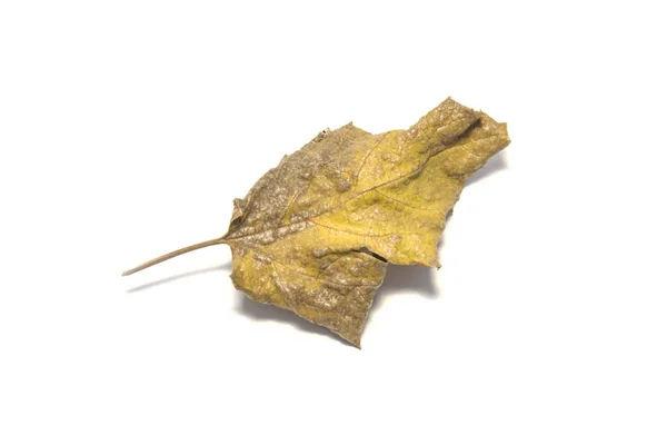 Hoja de laurel seca sobre fondo blanco. El árbol de hojas en la espalda blanca —  Fotos de Stock