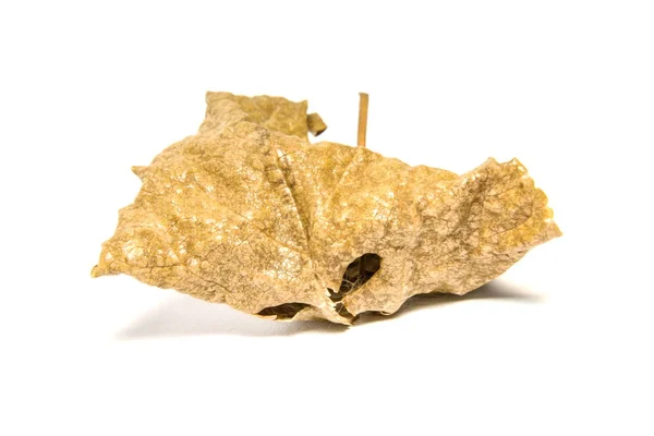 Hoja de laurel seca sobre fondo blanco. El árbol de hojas en la espalda blanca —  Fotos de Stock