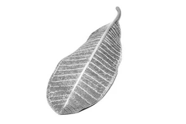 Imagem em preto e branco Folha seca sobre fundo branco. A lea — Fotografia de Stock
