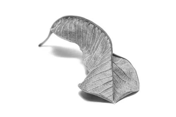 Black and White picture Dried  leaf on white background. The lea — Stockfoto