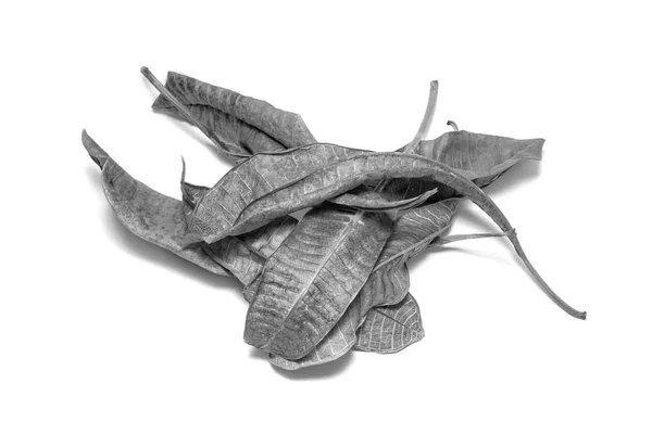 Black and White picture Dried  leaf on white background. The lea — ストック写真