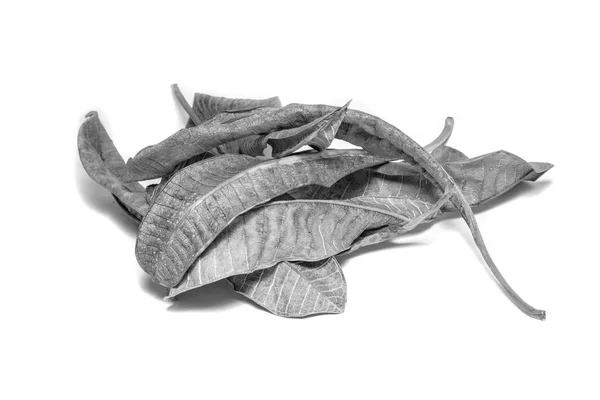 Black and White picture Dried  leaf on white background. The lea — Φωτογραφία Αρχείου