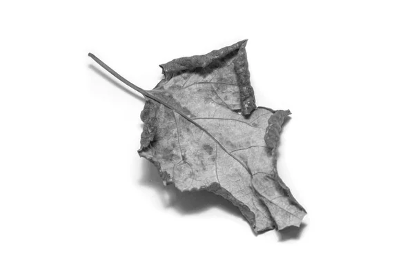 Black and White picture Dried  leaf on white background. The lea — Zdjęcie stockowe