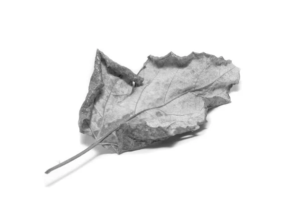 Black and White picture Dried  leaf on white background. The lea — Zdjęcie stockowe