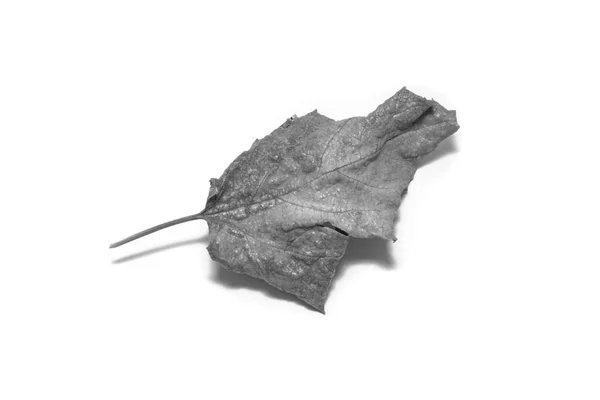 Black and White picture Dried  leaf on white background. The lea — Zdjęcie stockowe