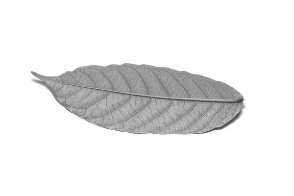 Imagem em preto e branco Folha seca sobre fundo branco. A lea — Fotografia de Stock