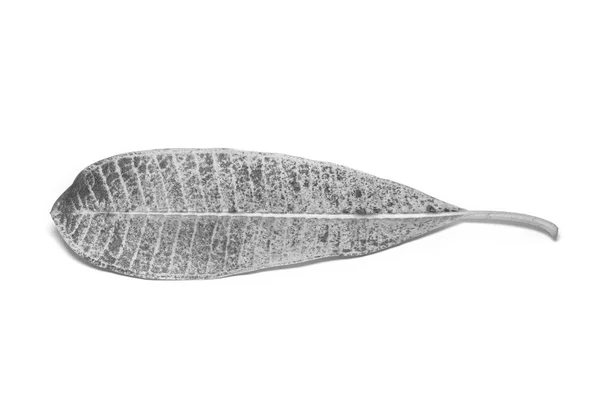 Black and White picture Dried  leaf on white background. The lea — Zdjęcie stockowe