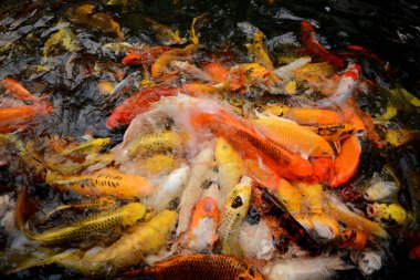 Tayland balık Koi fish renkli havuz yüzme der. Sinema filmi net değil gibi görünüyor resim yapar.