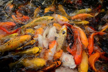 Tayland balık Koi fish renkli havuz yüzme der. Sinema filmi net değil gibi görünüyor resim yapar.