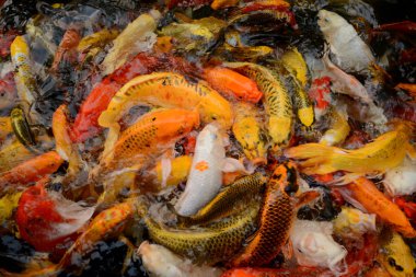 Tayland balık Koi fish renkli havuz yüzme der. Sinema filmi net değil gibi görünüyor resim yapar.