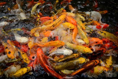 Tayland balık Koi fish renkli havuz yüzme der. Sinema filmi net değil gibi görünüyor resim yapar.