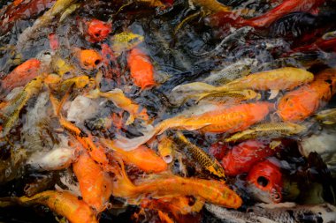 Tayland balık Koi fish renkli havuz yüzme der. Sinema filmi net değil gibi görünüyor resim yapar.