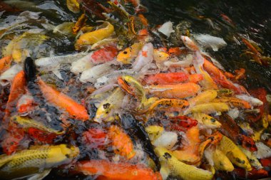 Tayland balık Koi fish renkli havuz yüzme der. Sinema filmi net değil gibi görünüyor resim yapar.