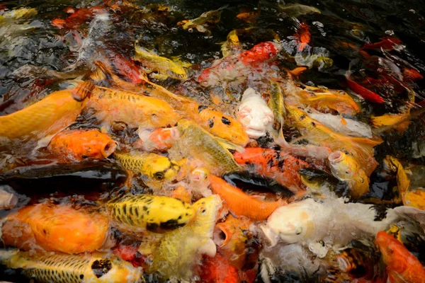 Thailand vissen Bel Koi vissen kleurrijk zwemmen in de vijvers. De film maakt de foto lijken het is niet duidelijk. — Stockfoto