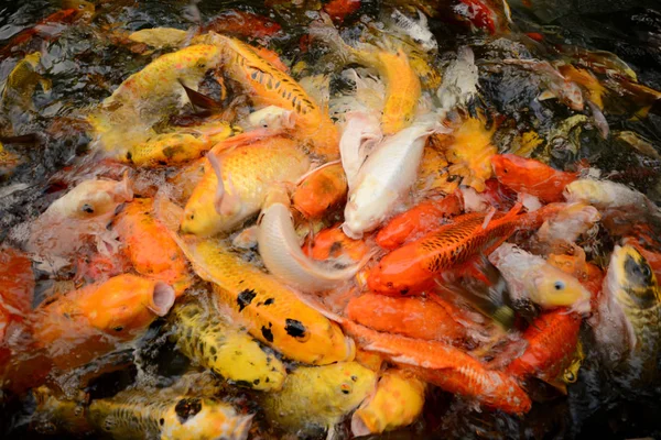 Thailand vissen Bel Koi vissen kleurrijk zwemmen in de vijvers. De film maakt de foto lijken het is niet duidelijk. — Stockfoto