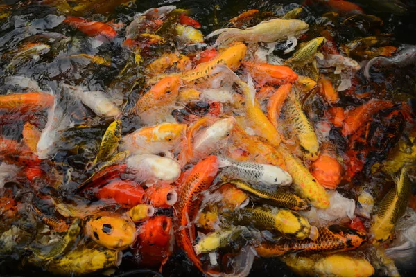 Thailand vissen Bel Koi vissen kleurrijk zwemmen in de vijvers. De film maakt de foto lijken het is niet duidelijk. — Stockfoto