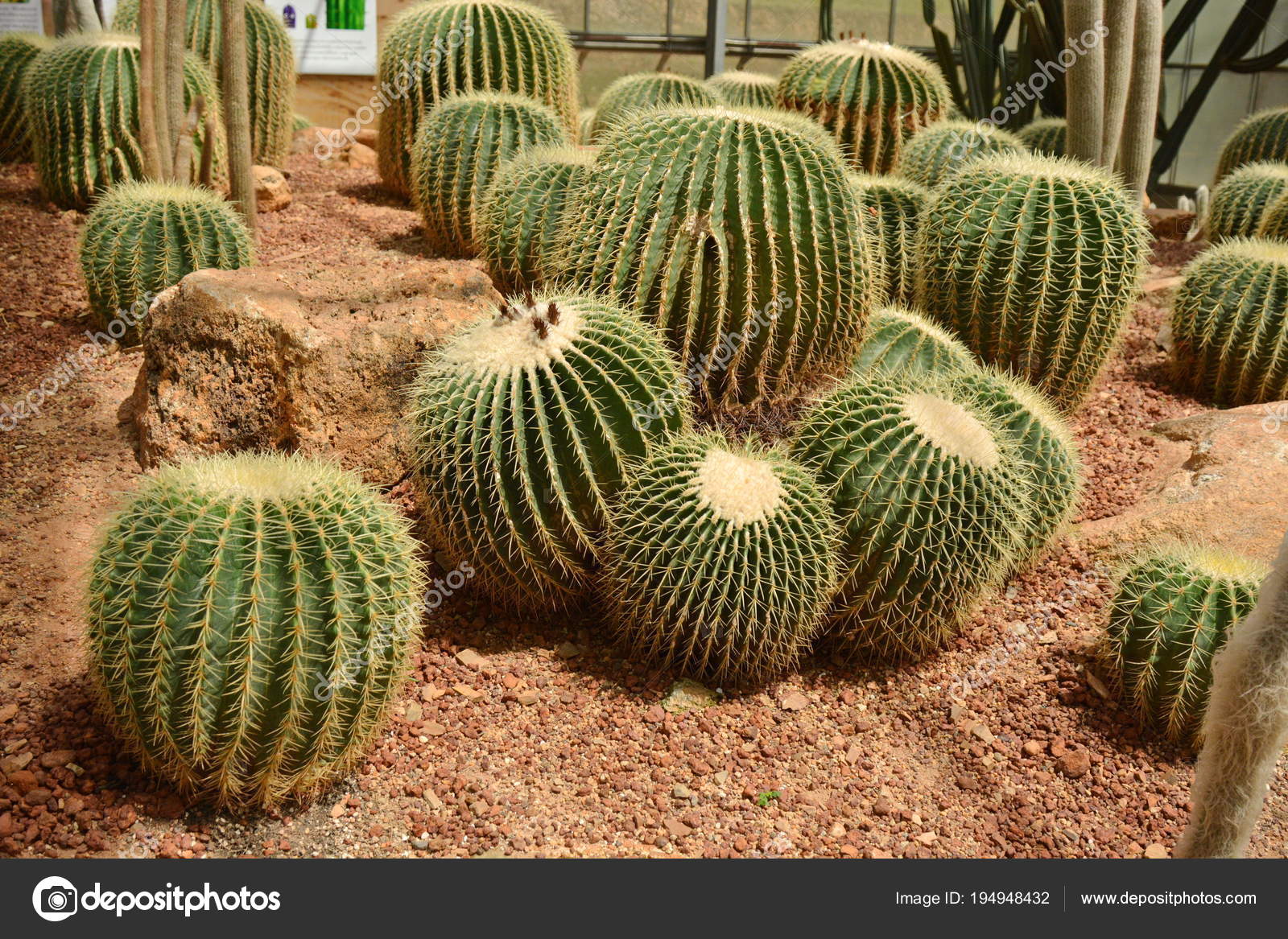 Cactus Flower In Desert Botanical Garden Cactus Flower For Deco Stock Photo Image By C Kasira Gold Gmail Com 194948432