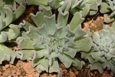 Çöl Botanik Bahçesi succulents kaktüs. Succulents kaktüs 