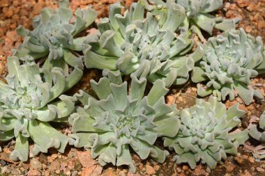 Çöl Botanik Bahçesi succulents kaktüs. Succulents kaktüs 