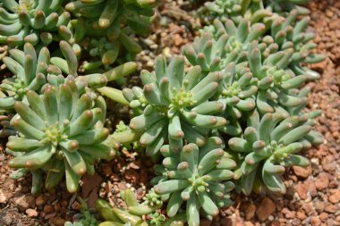 Çöl Botanik Bahçesi succulents kaktüs. Succulents kaktüs 