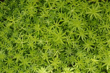 Çöl Botanik Bahçesi succulents kaktüs. Succulents kaktüs 