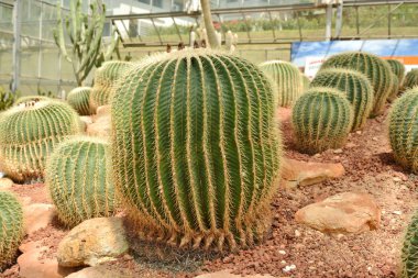 Çöl Botanik Bahçesi kaktüs çiçek. Kaktüs çiçeği deco için